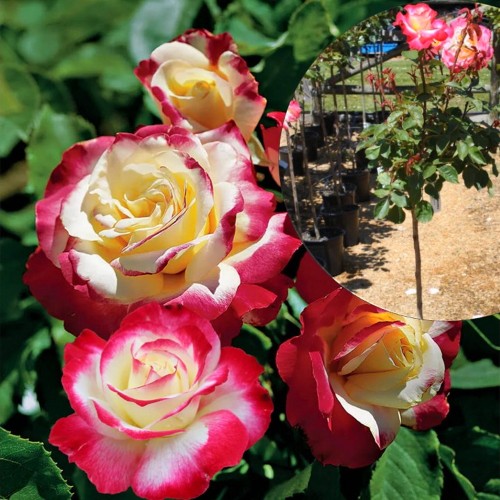 Rosa 'Double Delight' - Roos 'Double Delight' tüvel C7/7L